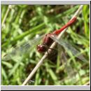 Sympetrum sanguineum - Blutrote Heidelibelle m08.jpg